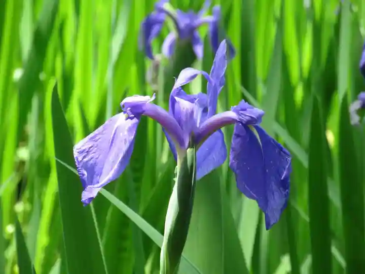 大田神社(賀茂別雷神社境外摂社)の自然