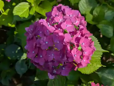 本土寺(千葉県)