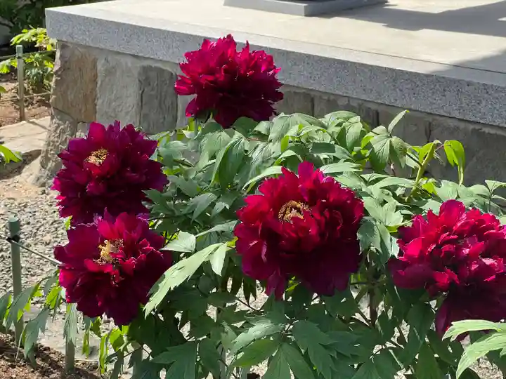 真言宗 善通寺派 薬王寺(香川県)