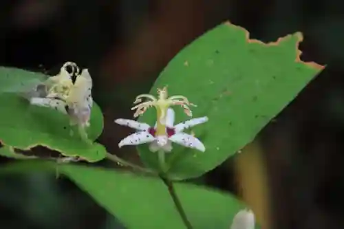三春大神宮の自然