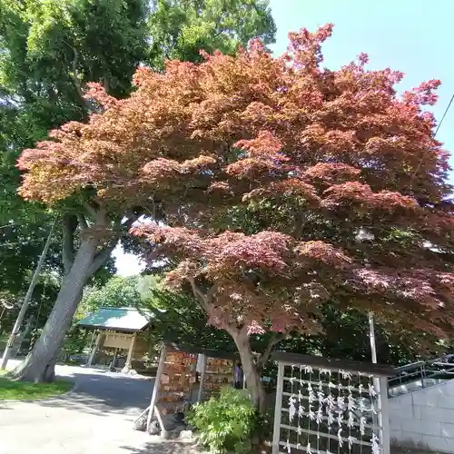 厚別神社の自然