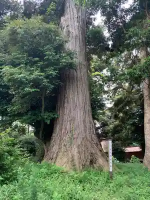 老尾神社(千葉県)
