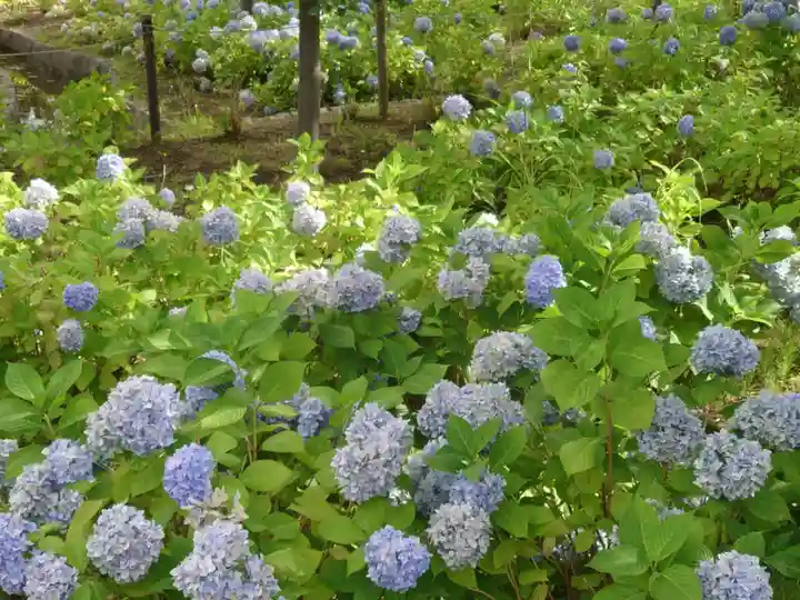 札幌御嶽神社の自然