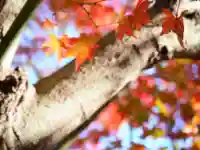 生田神社の自然