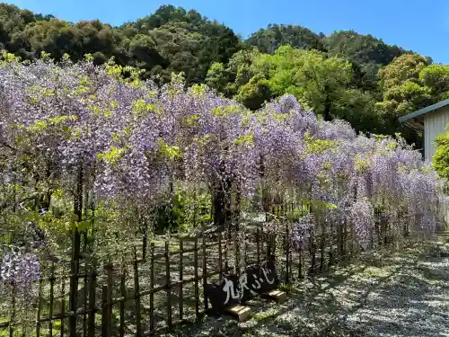 天台宗 五大山 白毫寺の{uncategorized: "未分類", other: "その他", undefined: "問題あり", building: "その他建物", grave: "お墓", sacred_gate: "鳥居", guardian: "狛犬", statue: "像", buddha: "仏像", history: "歴史", nature: "自然", garden: "庭園", animal: "動物", pagoda: "塔", temizu: "手水舎", mountain_gate: "山門・神門", sanctuary: "本殿・本堂", subordinate: "末社・摂社", art: "芸術", scenery: "景色", jizo: "地蔵", ema: "絵馬", goshuin: "御朱印", omikuji: "おみくじ", items: "授与品その他", amulet: "お守り", goshuincho: "御朱印帳", eats: "食事", festival: "お祭り", votive_dance: "神楽", shichigosan: "七五三参", wedding: "結婚式", experience: "体験その他", initially: "初詣", around: "周辺", anti_infection: "感染症対策"}