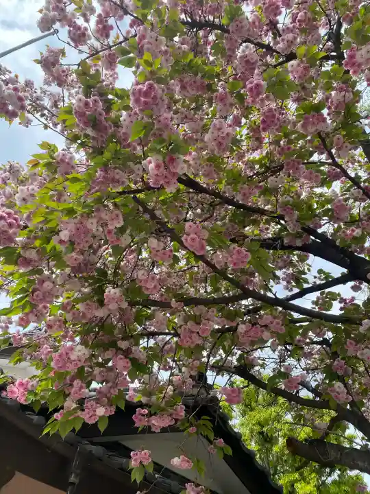 駒形神社の{uncategorized: "未分類", other: "その他", undefined: "問題あり", building: "その他建物", grave: "お墓", sacred_gate: "鳥居", guardian: "狛犬", statue: "像", buddha: "仏像", history: "歴史", nature: "自然", garden: "庭園", animal: "動物", pagoda: "塔", temizu: "手水舎", mountain_gate: "山門・神門", sanctuary: "本殿・本堂", subordinate: "末社・摂社", art: "芸術", scenery: "景色", jizo: "地蔵", ema: "絵馬", goshuin: "御朱印", omikuji: "おみくじ", items: "授与品その他", amulet: "お守り", goshuincho: "御朱印帳", eats: "食事", festival: "お祭り", votive_dance: "神楽", shichigosan: "七五三参", wedding: "結婚式", experience: "体験その他", initially: "初詣", around: "周辺", anti_infection: "感染症対策"}