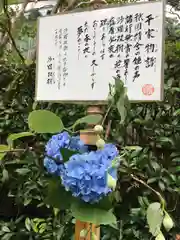 明月院の自然