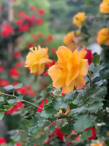 曽我浅間神社の自然