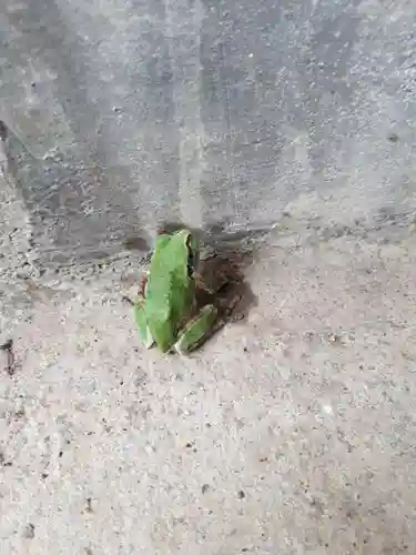 熊野神社の動物