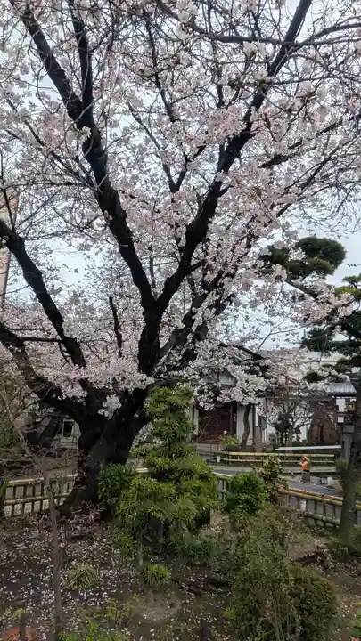 墨染寺(桜寺)(京都府)