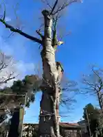 廣瀬神社(埼玉県)