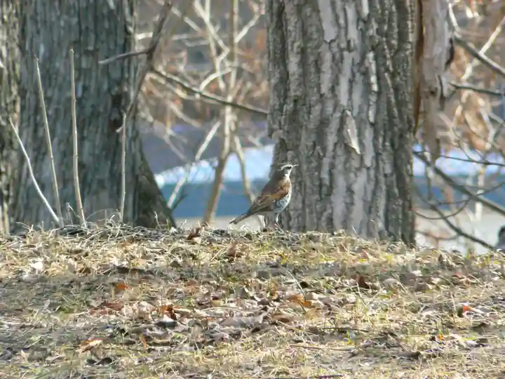 留辺蘂神社の動物