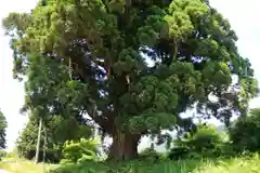 御札神社の自然