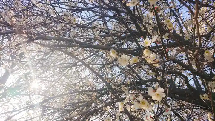 八幡社(大塚八幡社)の自然