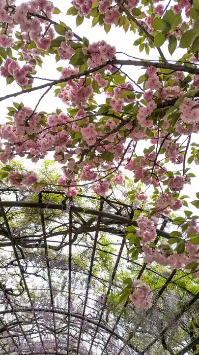 葛井寺(大阪府)