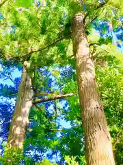 成田熊野神社の自然