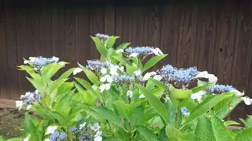 妙法華寺の自然