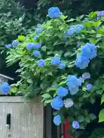 明月院(神奈川県)