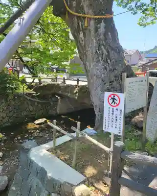 柏原八幡宮の自然