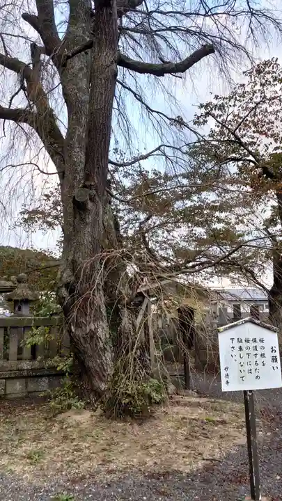 妙徳寺のその他建物