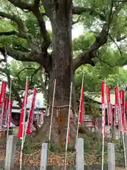 住吉大社(大阪府)