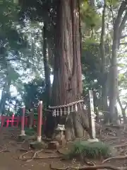 麻賀多神社の自然