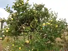 極楽山　浄土寺の自然