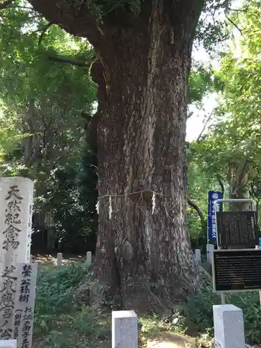芝東照宮の自然