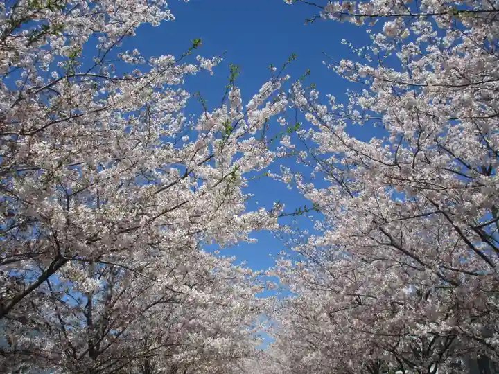 鶴岡八幡宮(神奈川県)