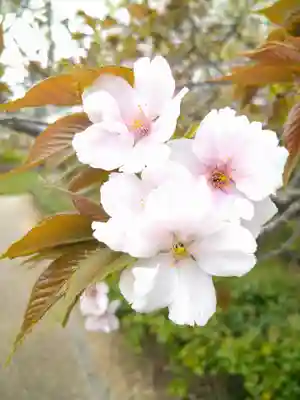 和霊神社の自然
