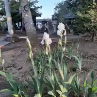 伏木香取神社の自然