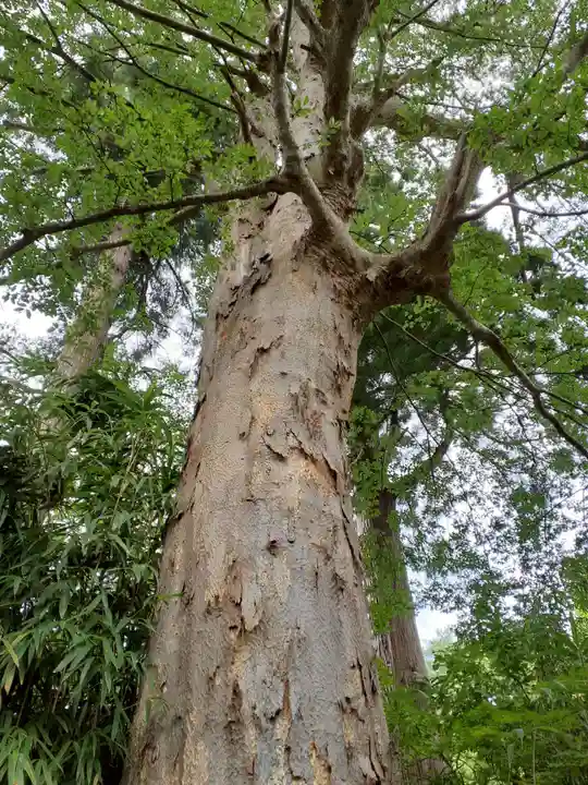 若松寺(山形県)