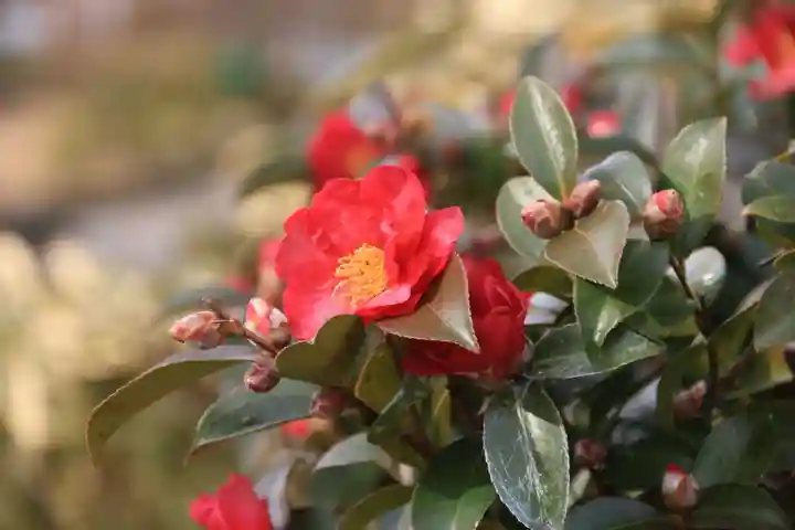 開成山大神宮の自然