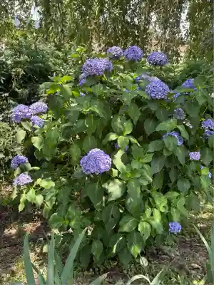 願成寺(福島県)