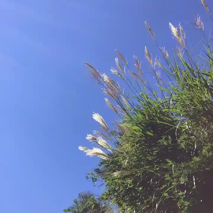 大安禅寺の自然