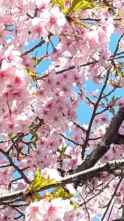 五流尊瀧院の自然