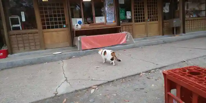 伏見稲荷大社の動物