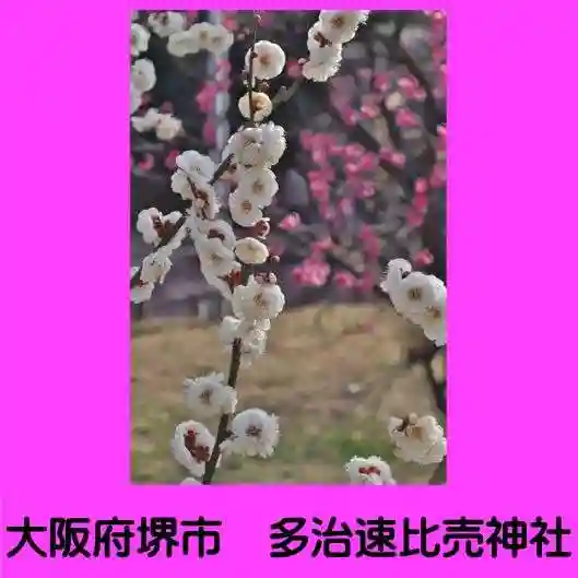 多治速比売神社の自然