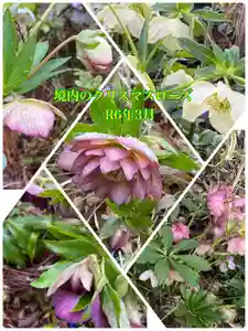 岡部春日神社~👹鬼門よけの🌺花咲く🌺やしろ~(福島県)(2024年03月27日(水) 17時49分07秒投稿)