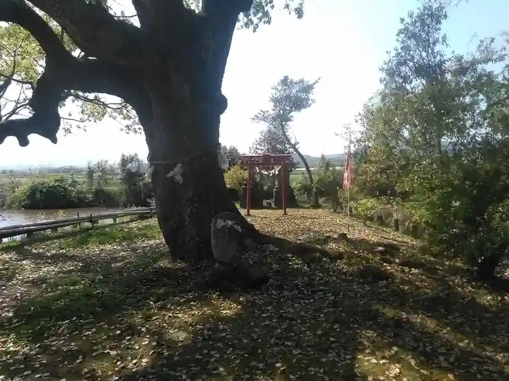 犬丸天満宮の自然