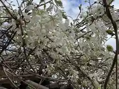 松應寺の自然