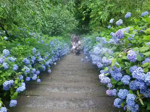 明月院の庭園