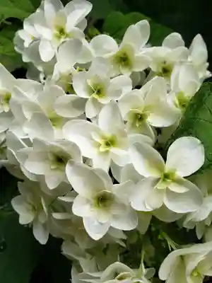 常泉院(東京都)