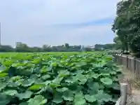 寛永寺不忍池弁天堂(東京都)