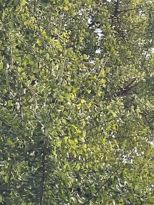 伊勢の国 四天王寺(三重県)