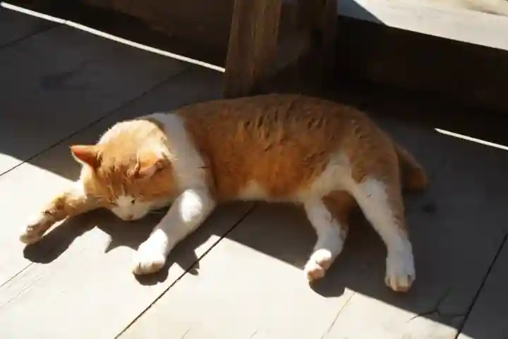 智恩寺(京都府)