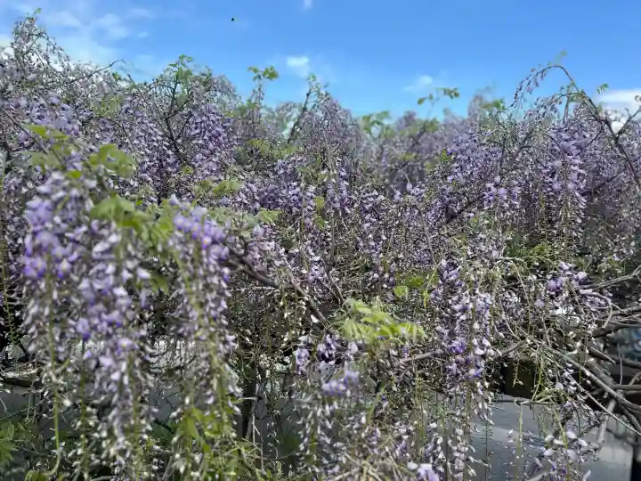 子安地蔵寺の{uncategorized: "未分類", other: "その他", undefined: "問題あり", building: "その他建物", grave: "お墓", sacred_gate: "鳥居", guardian: "狛犬", statue: "像", buddha: "仏像", history: "歴史", nature: "自然", garden: "庭園", animal: "動物", pagoda: "塔", temizu: "手水舎", mountain_gate: "山門・神門", sanctuary: "本殿・本堂", subordinate: "末社・摂社", art: "芸術", scenery: "景色", jizo: "地蔵", ema: "絵馬", goshuin: "御朱印", omikuji: "おみくじ", items: "授与品その他", amulet: "お守り", goshuincho: "御朱印帳", eats: "食事", festival: "お祭り", votive_dance: "神楽", shichigosan: "七五三参", wedding: "結婚式", experience: "体験その他", initially: "初詣", around: "周辺", anti_infection: "感染症対策"}