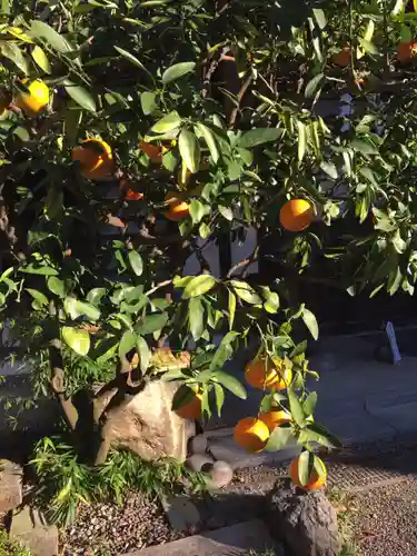 大國魂神社の自然