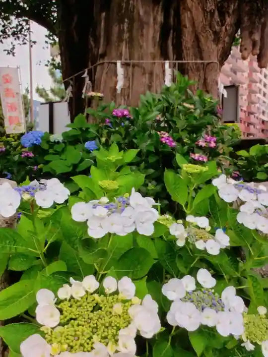 磐井神社(東京都)