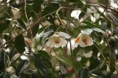 白幡神社の自然